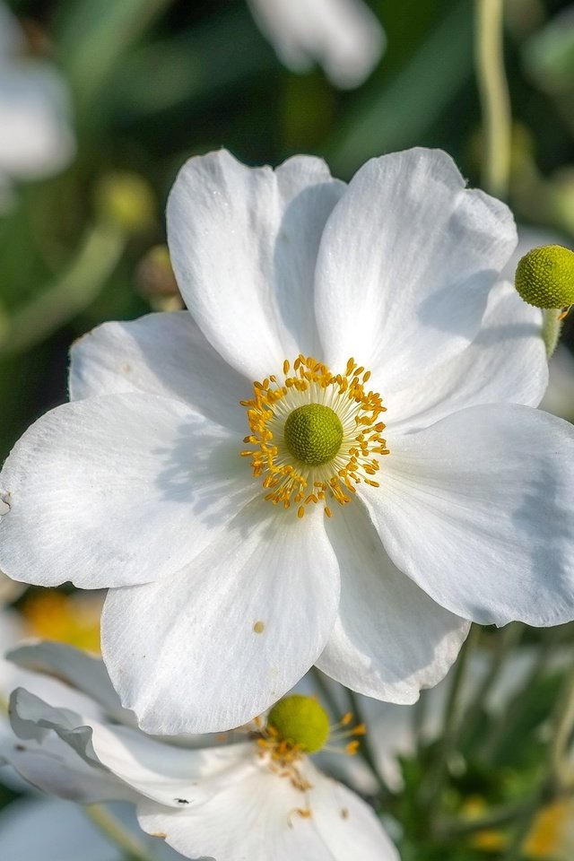 Обои цветы, макро, лепестки, белые, анемоны, ветреница, flowers, macro, petals, white, anemones, anemone разрешение 4006x2482 Загрузить