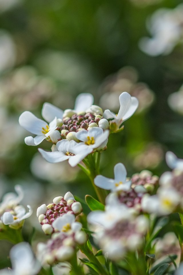 Обои цветы, лепестки, весна, белые, jazzmatica, flowers, petals, spring, white разрешение 4896x2760 Загрузить