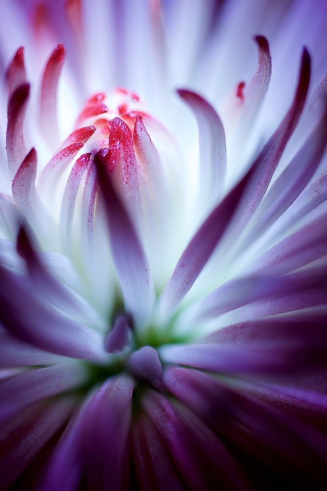 Обои цветок, фиолетовый, хризантема, крупным планом, flower, purple, chrysanthemum, closeup разрешение 3840x2160 Загрузить
