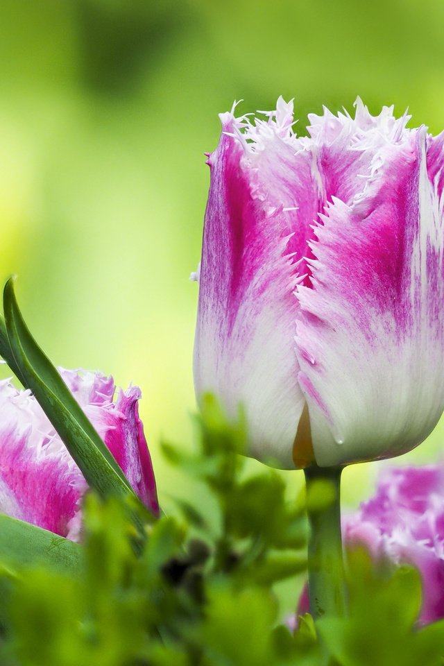 Обои цветы, листья, макро, весна, тюльпаны, flowers, leaves, macro, spring, tulips разрешение 4166x3032 Загрузить