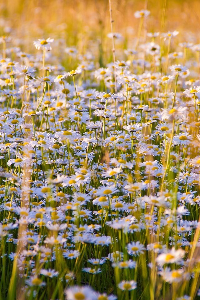 Обои цветы, луг, ромашки, полевые цветы, flowers, meadow, chamomile, wildflowers разрешение 5184x3456 Загрузить