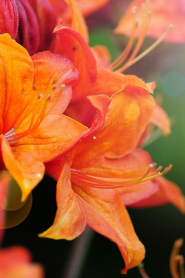 Обои цветы, макро, боке, азалия, рододендрон, flowers, macro, bokeh, azalea, rhododendron разрешение 2048x1360 Загрузить