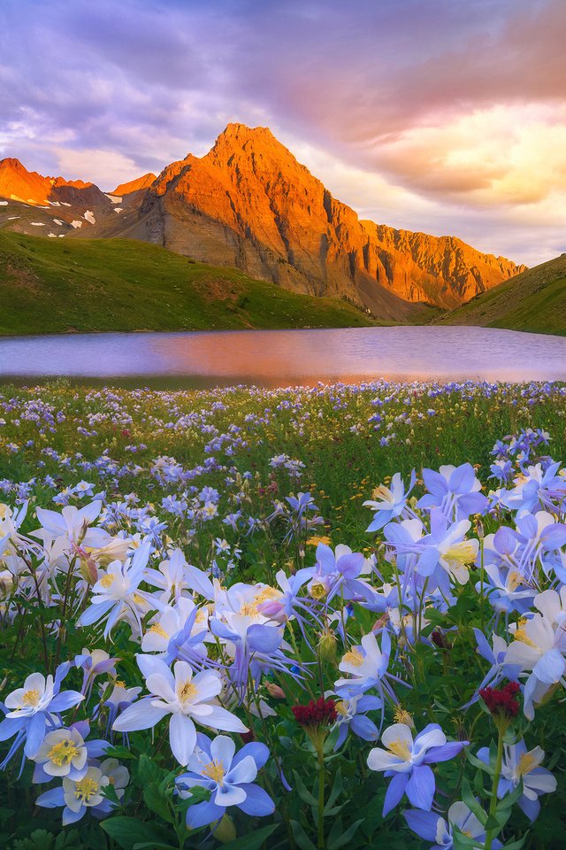 Обои цветы, озеро, горы, природа, пейзаж, flowers, lake, mountains, nature, landscape разрешение 2048x1365 Загрузить