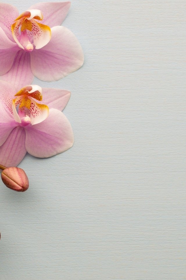 Обои цветы, ветка, розовые, орхидеи, flowers, branch, pink, orchids разрешение 2560x1571 Загрузить