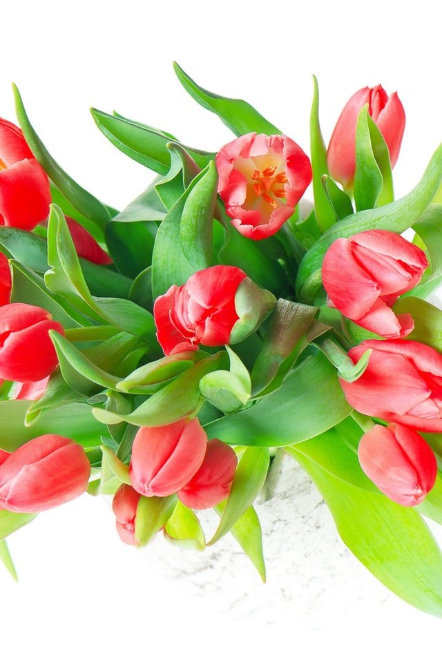 Обои цветы, букет, тюльпаны, белый фон, flowers, bouquet, tulips, white background разрешение 3872x2816 Загрузить