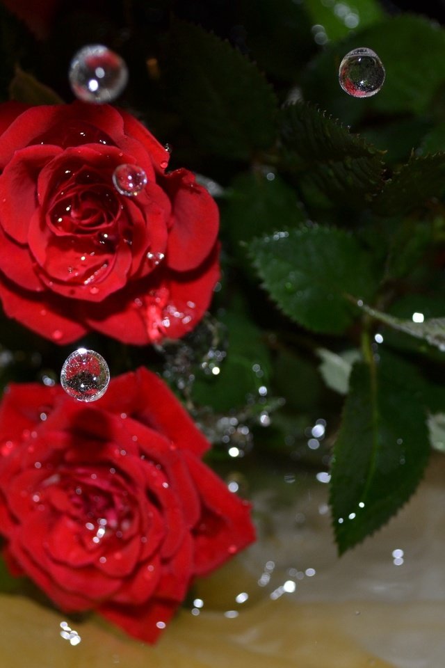 Обои цветы, вода, макро, капли, розы, flowers, water, macro, drops, roses разрешение 4061x2739 Загрузить