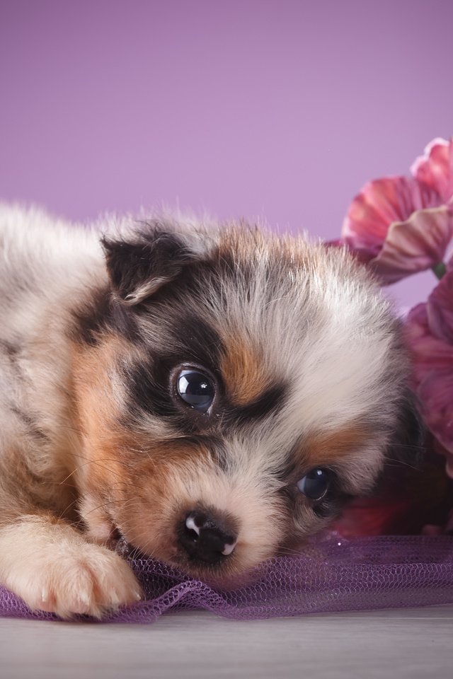 Обои цветы, взгляд, щенок, овчарка, австралийская овчарка, flowers, look, puppy, shepherd, australian shepherd разрешение 5172x3448 Загрузить