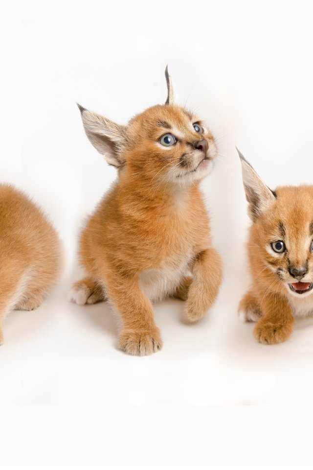 Обои дикие кошки, котята, каракал, степная рысь, wild cats, kittens, caracal, steppe lynx разрешение 8000x4500 Загрузить