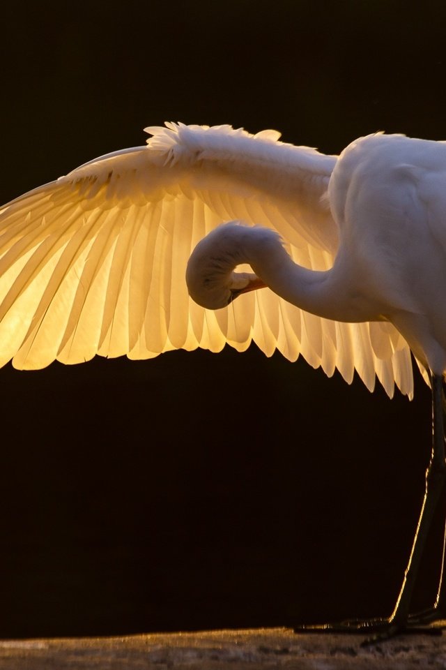 Обои крылья, птицы, клюв, перья, цапля, белая цапля, wings, birds, beak, feathers, heron, white egret разрешение 2000x1333 Загрузить