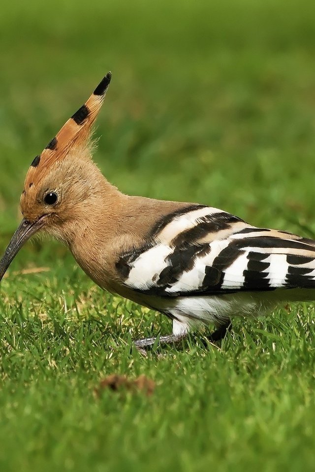 Обои трава, птицы, птица, клюв, перья, удод, grass, birds, bird, beak, feathers, hoopoe разрешение 2048x1152 Загрузить