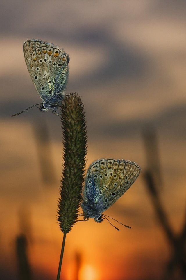 Обои трава, вечер, закат, макро, насекомые, бабочки, grass, the evening, sunset, macro, insects, butterfly разрешение 3888x2592 Загрузить