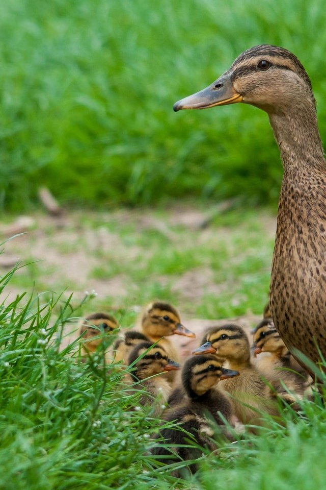 Обои трава, птицы, весна, утята, утка, птенцы, grass, birds, spring, ducklings, duck, chicks разрешение 2048x1280 Загрузить