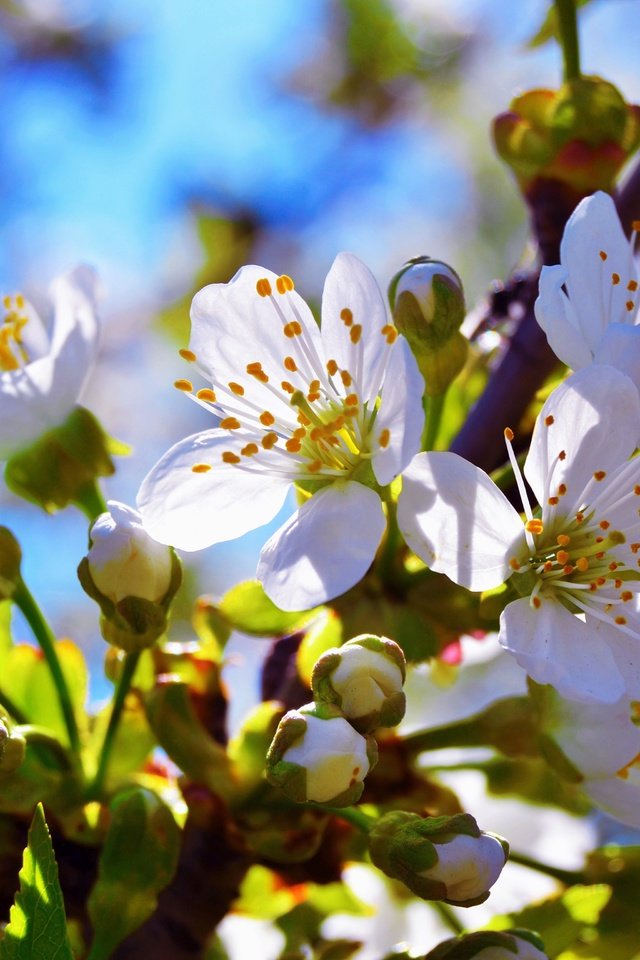 Обои ветка, цветение, бутон, черешня, весна, branch, flowering, bud, cherry, spring разрешение 4608x3072 Загрузить