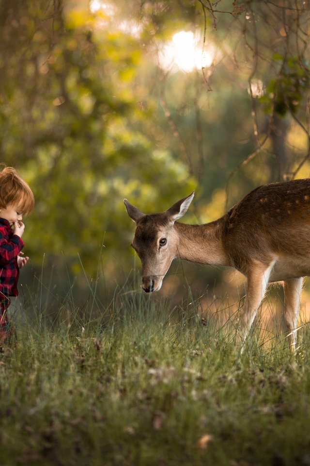 Обои зелень, adrian c. murray, лес, олень, дети, ребенок, мальчик, животное, малыш, greens, forest, deer, children, child, boy, animal, baby разрешение 2048x1365 Загрузить