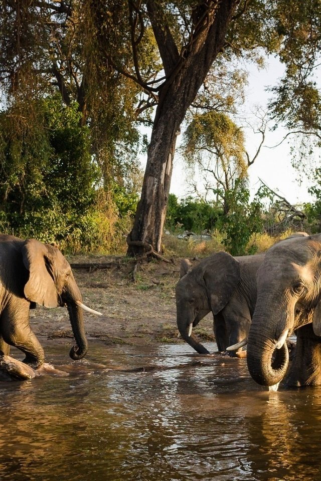 Обои животные, слон, семья, слоны, водопой, полив, animals, elephant, family, elephants, drink, watering разрешение 1920x1080 Загрузить