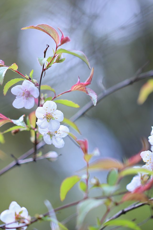 Обои цветы, природа, дерево, цветение, фон, ветки, весна, flowers, nature, tree, flowering, background, branches, spring разрешение 2048x1365 Загрузить