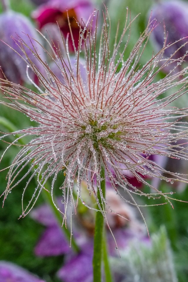 Обои цветы, роса, капли, весна, сон-трава, прострел, flowers, rosa, drops, spring, sleep-grass, cross разрешение 4896x2760 Загрузить