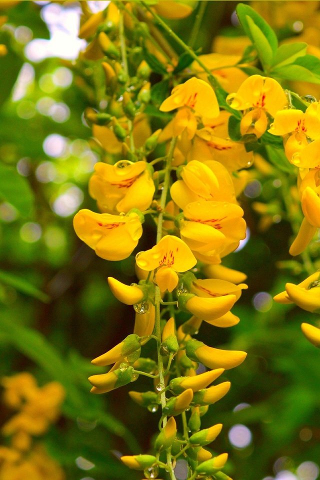 Обои природа, цветение, фон, весна, акация, желтые цветы, nature, flowering, background, spring, acacia, yellow flowers разрешение 3004x1876 Загрузить