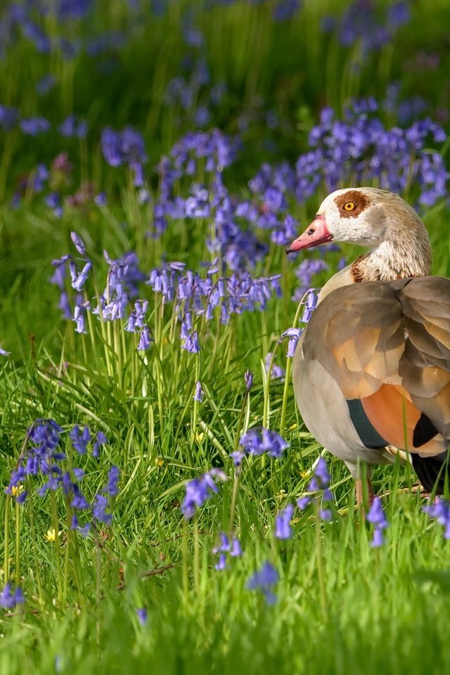 Обои цветы, трава, птица, клюв, перья, утка, flowers, grass, bird, beak, feathers, duck разрешение 2048x1152 Загрузить