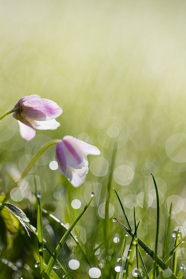 Обои цветы, anita toft, трава, вода, природа, роса, капли, весна, боке, flowers, grass, water, nature, rosa, drops, spring, bokeh разрешение 2048x1365 Загрузить