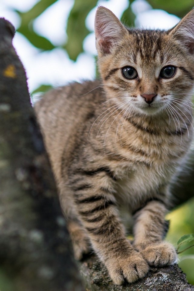 Обои глаза, дерево, кот, мордочка, ветки, кошка, взгляд, котенок, eyes, tree, cat, muzzle, branches, look, kitty разрешение 2048x1280 Загрузить