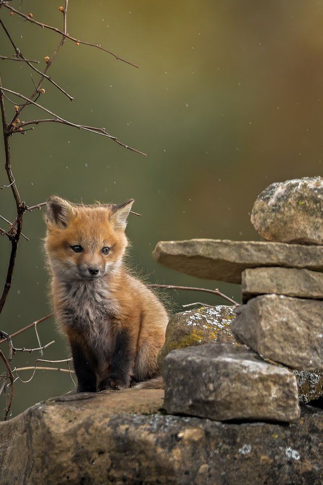 Обои природа, камни, фон, ветки, лиса, лисица, лисенок, nature, stones, background, branches, fox разрешение 2048x1838 Загрузить