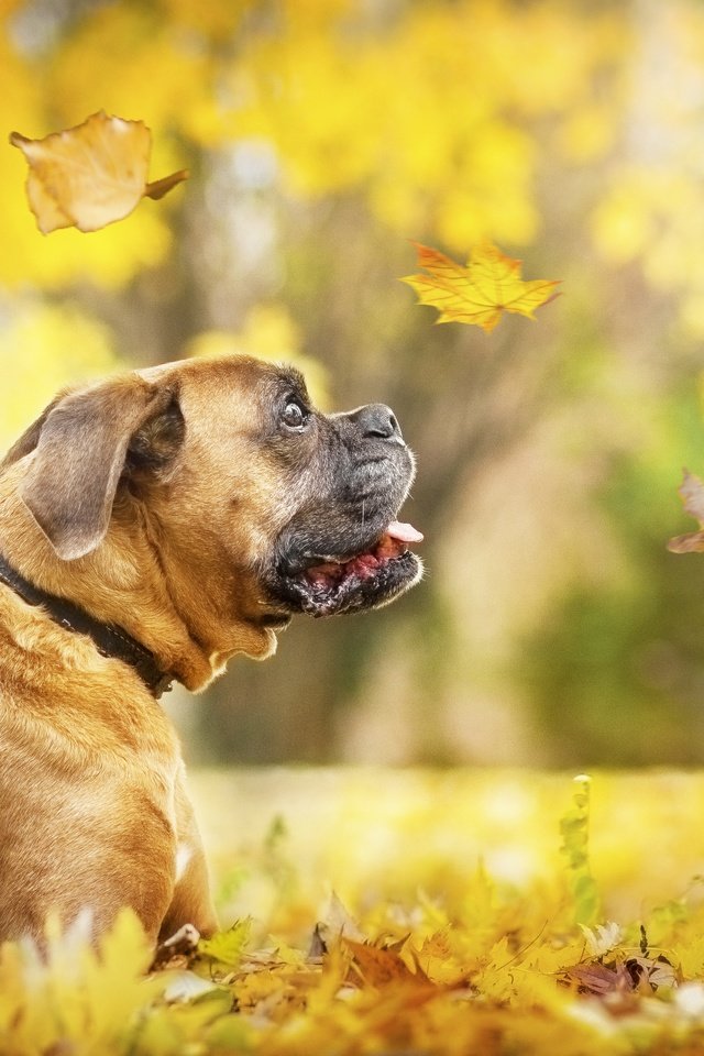 Обои листья, осень, собака, профиль, ошейник, кленовый лист, боксер, осенние листья, leaves, autumn, dog, profile, collar, maple leaf, boxer, autumn leaves разрешение 4865x3243 Загрузить