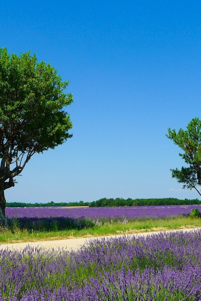 Обои небо, деревья, солнце, поле, лаванда, лето, франция, valensole, the sky, trees, the sun, field, lavender, summer, france разрешение 2260x1350 Загрузить