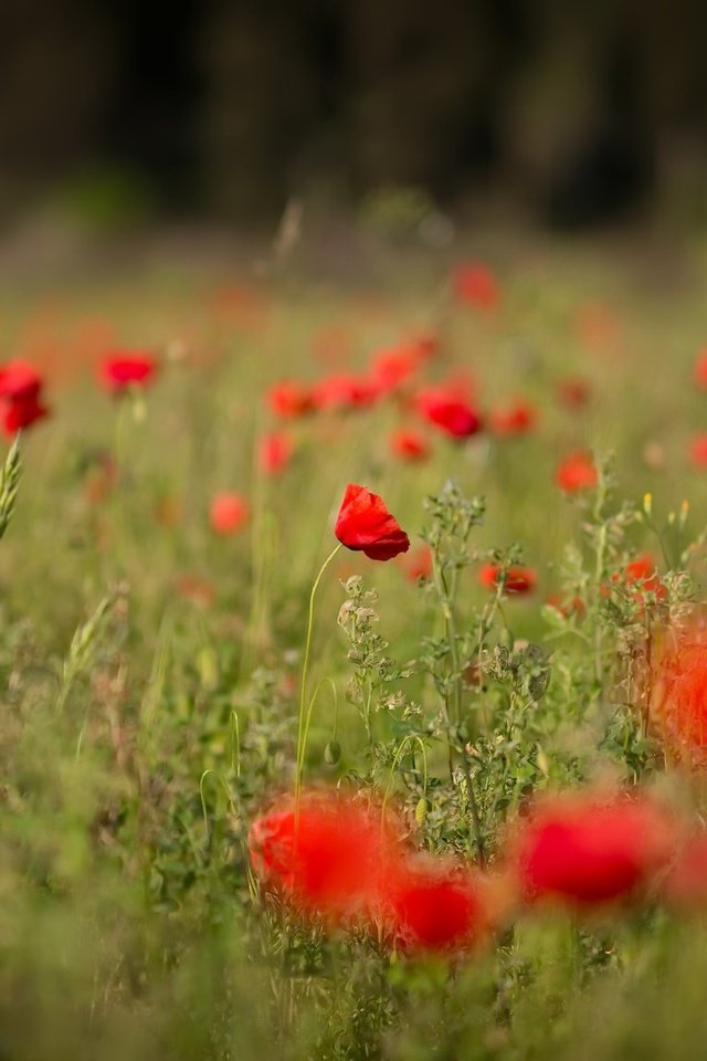 Обои цветы, поле, лето, красные, маки, flowers, field, summer, red, maki разрешение 2048x1152 Загрузить