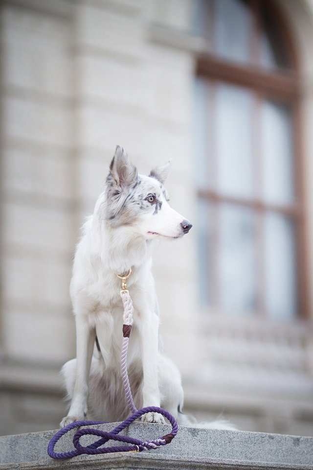 Обои собака, пятна, боке, поводок, бордер-колли, alicja zmysłowska, witty&white, dog, spot, bokeh, leash, the border collie разрешение 2048x1365 Загрузить