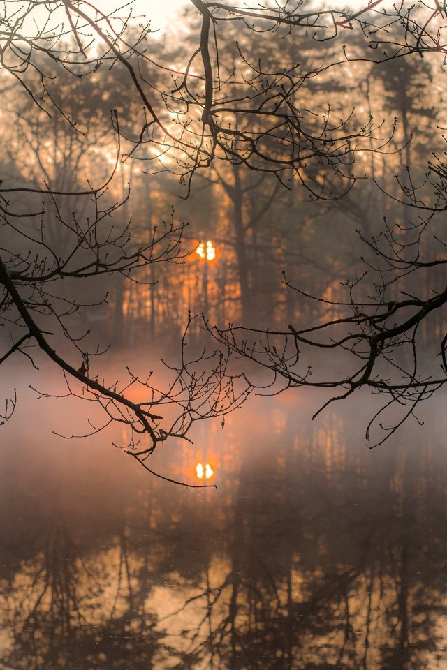 Обои деревья, вода, солнце, отражение, утро, туман, ветки, trees, water, the sun, reflection, morning, fog, branches разрешение 5769x3851 Загрузить