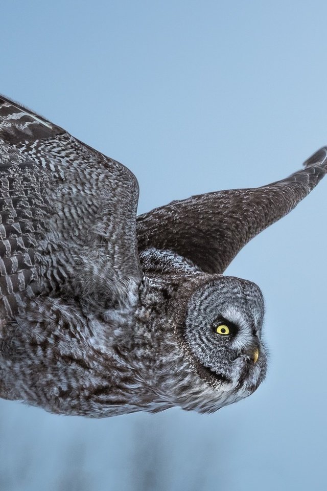Обои сова, полет, неясыть, owl, flight разрешение 1920x1080 Загрузить