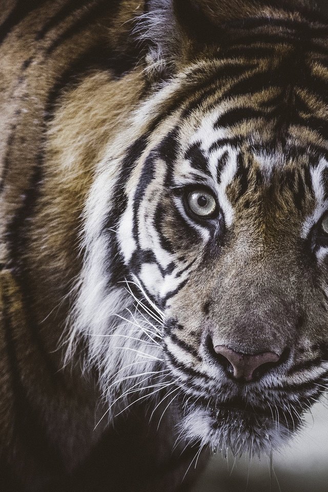 Обои тигр, морда, портрет, взгляд, дикая кошка, tiger, face, portrait, look, wild cat разрешение 2048x1463 Загрузить