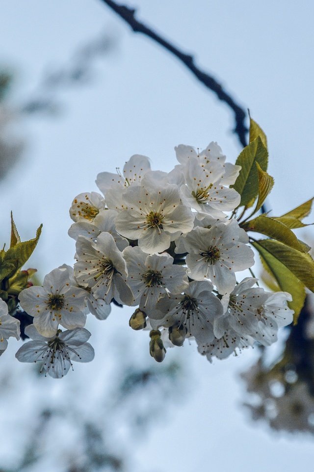 Обои ветка, дерево, цветение, весна, вишня, branch, tree, flowering, spring, cherry разрешение 5531x3689 Загрузить