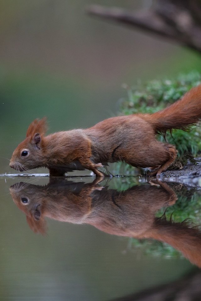 Обои вода, отражение, рыжая, белка, хвост, белочка, грызун, water, reflection, red, protein, tail, squirrel, rodent разрешение 2048x1410 Загрузить