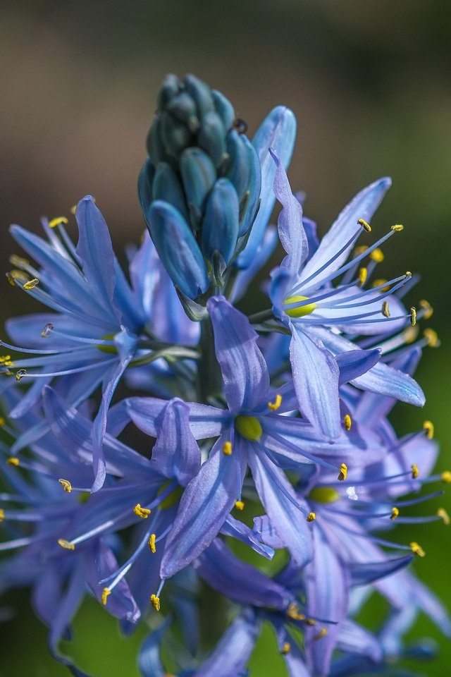 Обои цветы, размытость, растение, соцветия, агапантус, jazzmatica, flowers, blur, plant, inflorescence, agapanthus разрешение 4896x2760 Загрузить