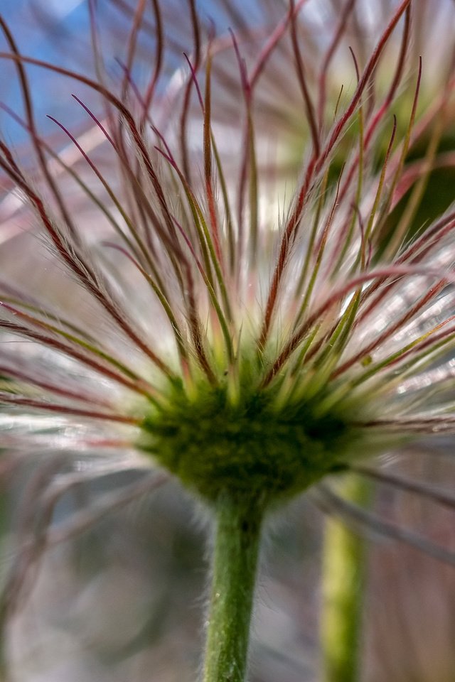 Обои цветы, макро, сон-трава, прострел, jazzmatica, flowers, macro, sleep-grass, cross разрешение 4896x2760 Загрузить