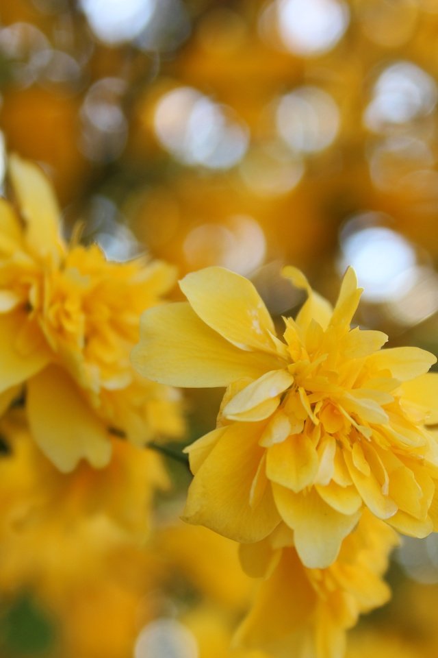 Обои цветы, желтый, макро, весна, куст, жёлтая, керрия, flowers, yellow, macro, spring, bush, kerry разрешение 5184x3456 Загрузить