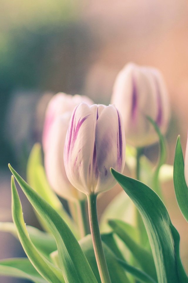 Обои цветы, бутоны, весна, тюльпаны, боке, flowers, buds, spring, tulips, bokeh разрешение 3600x2400 Загрузить