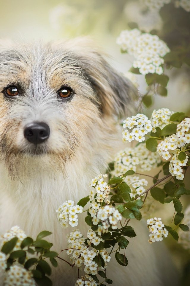 Обои цветение, собака, боке, лилли, flowering, dog, bokeh, lilly разрешение 2048x1277 Загрузить