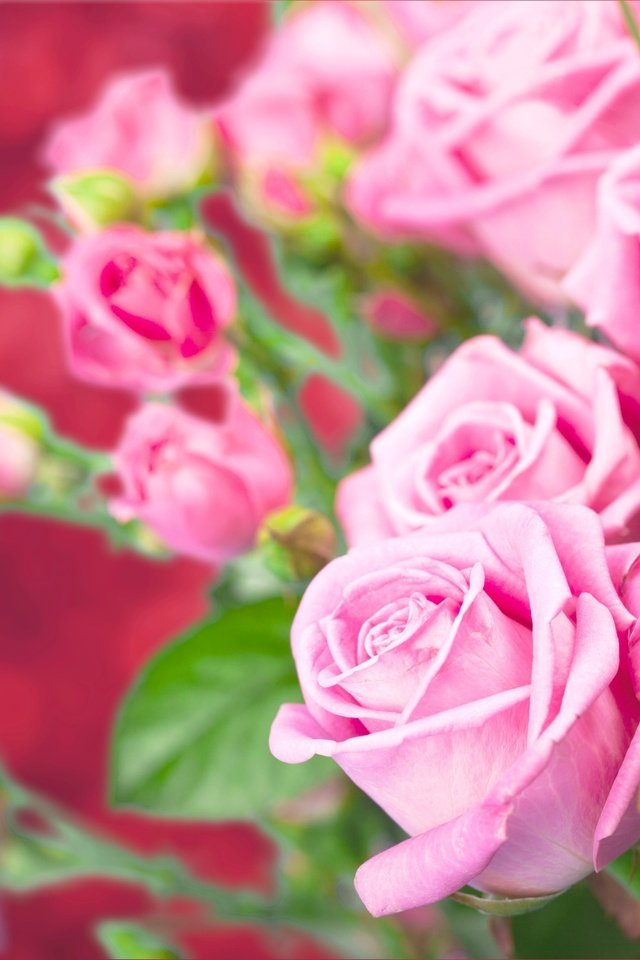 Обои цветы, бутоны, розы, боке, flowers, buds, roses, bokeh разрешение 5616x3744 Загрузить