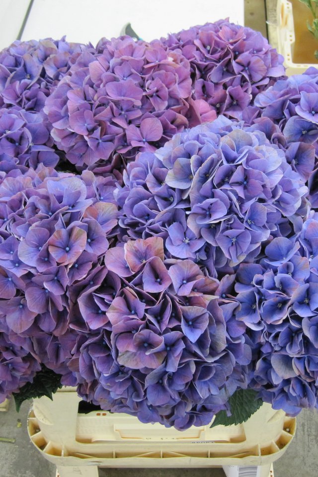 Обои цветы, соцветия, фиолетовые, гортензия, flowers, inflorescence, purple, hydrangea разрешение 4000x3000 Загрузить