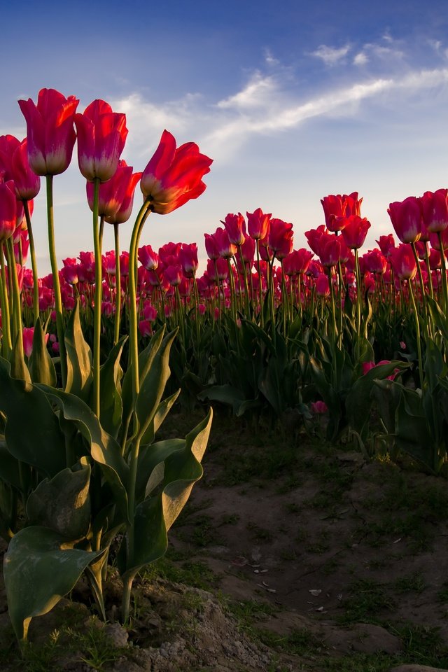 Обои цветы, поле, весна, тюльпаны, flowers, field, spring, tulips разрешение 6016x4016 Загрузить