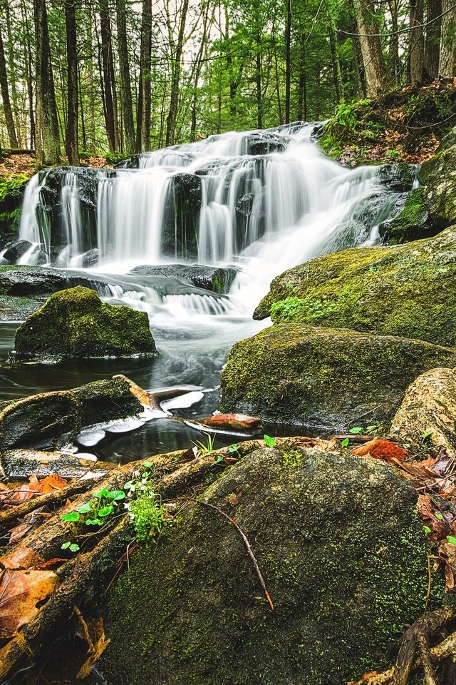 Обои деревья, лес, водопад, корни, каскад, trees, forest, waterfall, roots, cascade разрешение 2048x1267 Загрузить