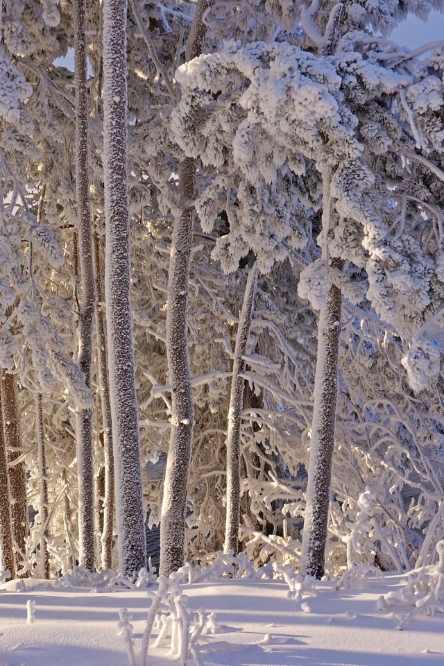 Обои деревья, снег, зима, иней, trees, snow, winter, frost разрешение 2400x1595 Загрузить