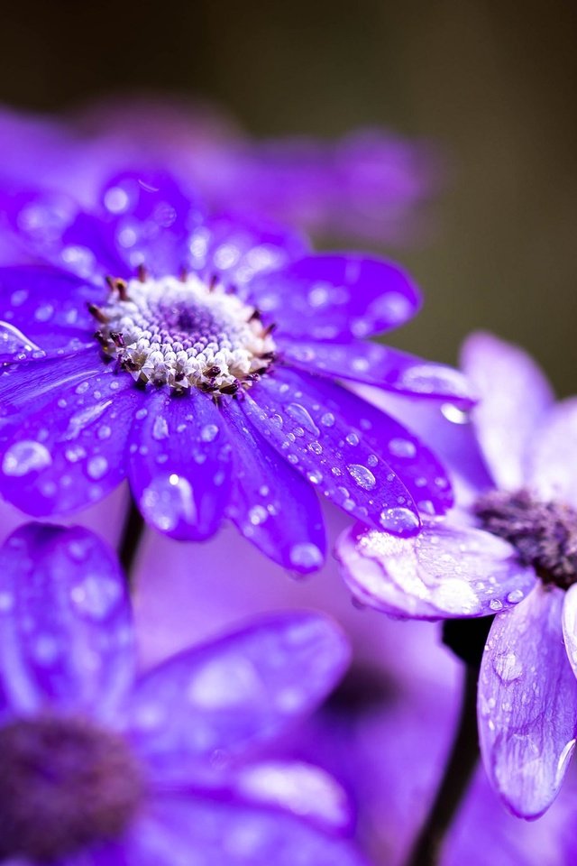 Обои цветы, макро, капли, лепестки, после дождя, цинерария, flowers, macro, drops, petals, after the rain, cineraria разрешение 2048x1365 Загрузить