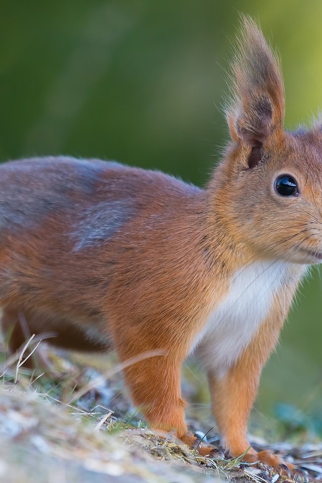 Обои мордочка, шерсть, белка, хвост, белочка, грызун, muzzle, wool, protein, tail, squirrel, rodent разрешение 2048x1152 Загрузить