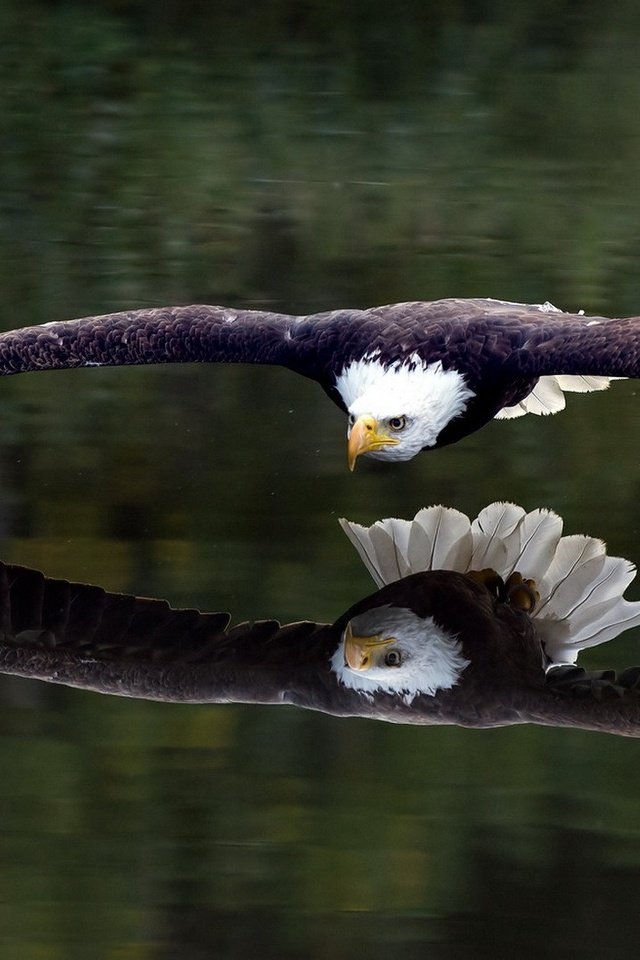 Обои отражение, полет, крылья, орел, птица, белоголовый орлан, reflection, flight, wings, eagle, bird, bald eagle разрешение 1920x1080 Загрузить