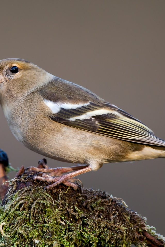 Обои птицы, птица, зяблик, самка, birds, bird, chaffinch, female разрешение 3481x2227 Загрузить