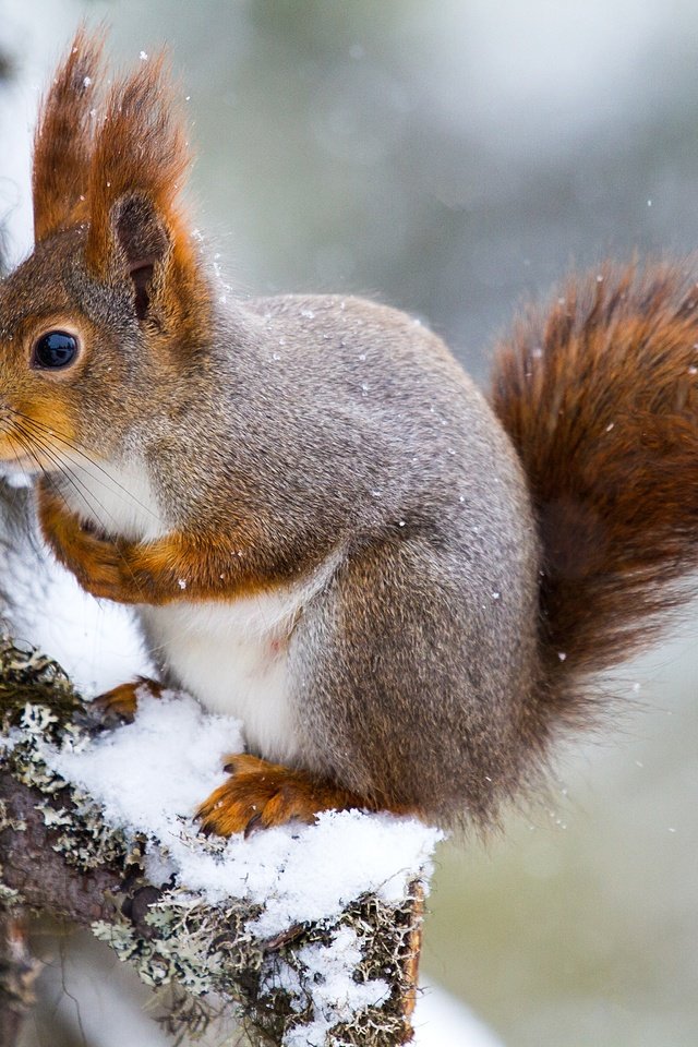 Обои снег, дерево, белка, хвост, белочка, грызун, snow, tree, protein, tail, squirrel, rodent разрешение 5184x3456 Загрузить